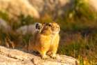 USA, Wyoming, Medicine Bow National Forest. Close-up of pika on rock. Art Print